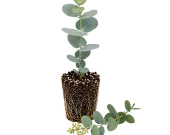 Baby Blue Eucalyptus Live Plant, Indoor or Outdoor Green Tree (3in Pot)