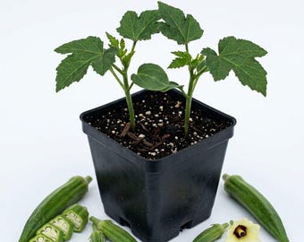 Okra Live Plant, 2 Plants Per 4 Inch Pot, Edible Okra Vegetable Plant, Garden Starter Plant
