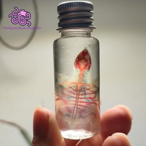 Diaphonized Softshell Turtle Specimen Real Preserved Transparent Skeleton Anatomy Display Ethical Natural Death Gothic Gift