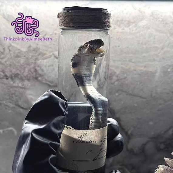 A real cobra preserved in a glass jar as a wet specimen — 95 favorites don't lie; this is peak cabinet-of-curiosities energy and a genuine natural history artifact.