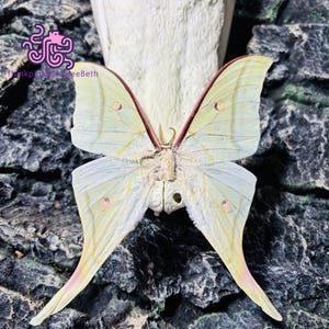 May include: A detailed, close-up view of a moth with pale yellow wings, accented with pink and red markings. The moth's wings are spread, showcasing intricate patterns and textures. The background is a dark, textured surface, enhancing the moth's delicate features. The image includes the text "ThinkpinkbyAleeBeth".