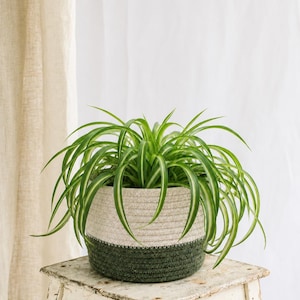 Handwoven Cotton & Jute Basket, Boho Storage Basket, Moroccan Woven Basket, Plant Pot Cover, Black Brown or Natural