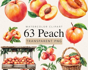Watercolor Peach Clipart, 63 PNG Images, Summer Fruit Illustration Collection (Digital Download)