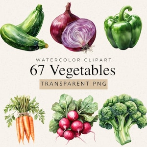 Watercolor Vegetables Clipart, 67 PNG Images, Organic Fresh Food Illustration Collection (Digital Download)
