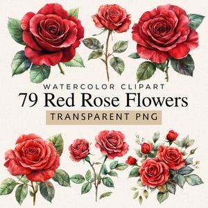 Puede incluir: Clipart de acuarela con 79 flores de rosas rojas en varias etapas de floración, con hojas y tallos verdes. El texto incluye "79 Red Rose Flowers" y "Transparent PNG".