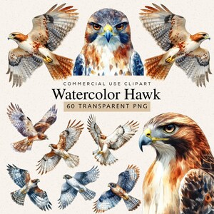 Puede incluir: Ilustraciones de acuarela de halcones en varias poses. Las imágenes presentan representaciones detalladas de las aves con plumas marrones, blancas y azules. El texto dice "COMMERCIAL USE CLIPART" y "Watercolor Hawk 60 TRANSPARENT PNG".