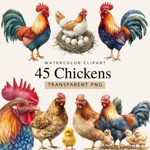 Könnte beinhalten: Aquarell-Illustration von Hühnern und Hähnen in verschiedenen Posen. Das Bild zeigt eine Henne auf einem Nest mit Eiern, mehrere Hähne mit farbenfrohem Gefieder und eine Gruppe von Küken. Der Text lautet "45 Chickens" und "Transparent PNG."