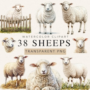 May include: Watercolor clipart featuring illustrations of sheep in various poses. The image includes the text "38 SHEEPS" and "TRANSPARENT PNG". The sheep are depicted in a realistic style, with fluffy white wool and detailed facial features.