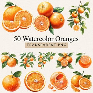 May include: A watercolour illustration featuring oranges, both whole and sliced, with green leaves. The image includes the text "50 Watercolor Oranges TRANSPARENT PNG". The oranges are a bright orange colour.