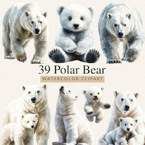 May include: Watercolor clipart featuring polar bears in various poses. The image includes adult bears and cubs, with some standing, sitting, or walking. Text at the bottom reads "39 Polar Bear WATERCOLOR CLIPART". The bears are white with black noses and eyes.