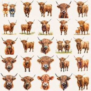 May include: A collection of twenty-five illustrations featuring Highland cattle in various poses, including full-body stances and head portraits. The cattle have long, shaggy brown fur, prominent curved horns, and are depicted on a light background.
