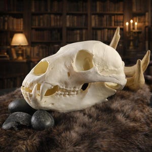 リアルなクロクマの頭蓋骨レプリカ - CTスキャンによる複製