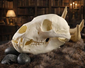 ヒグマの頭蓋骨レプリカ(博物館品質) - Etsy 日本 ヒグマの頭蓋骨レプリカ(博物館品質) - Etsy 日本
