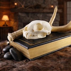 オオヤマネコの頭蓋骨レプリカ、CTスキャン複製、実物大、魔女風装飾