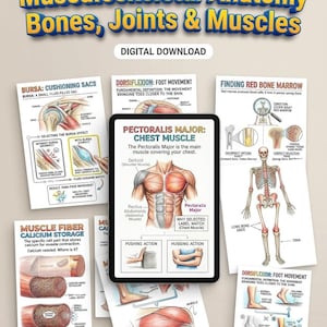 Könnte beinhalten: Lehrreiche Karteikarten zur muskuloskelettalen Anatomie, einschließlich Knochen, Gelenke und Muskeln. Die Karten zeigen Diagramme und Texte, die Themen wie Muskelfaserkalciumspeicherung, Schleimbeutel und Fußbewegung erklären. Der Titel lautet "100+ Flashcards".