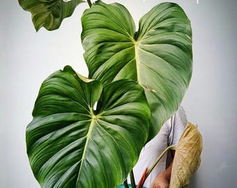 Philodendron Mcdowell Beauty Plant Big Size