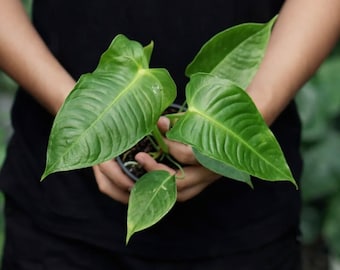 Anthurium Veitchii, planta de interior pequeña y hermosa.