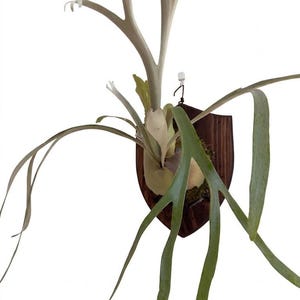 P. bifurcatum spore select by Nukul P. Mt Lewis spore select (pup
