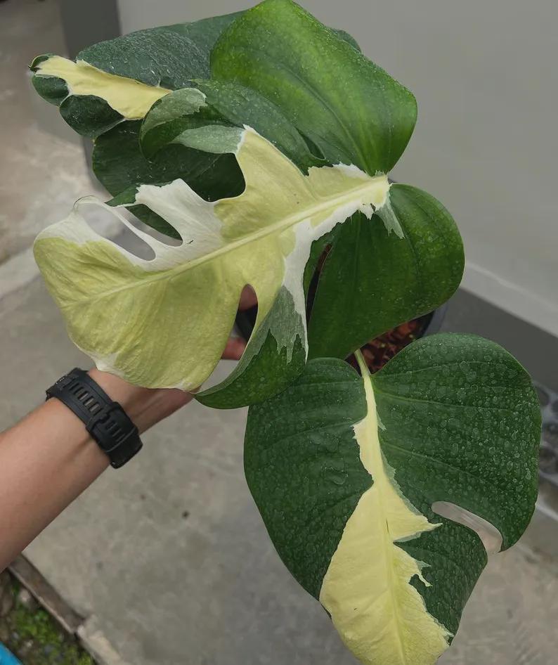 Monstera white lava - Etsy 日本