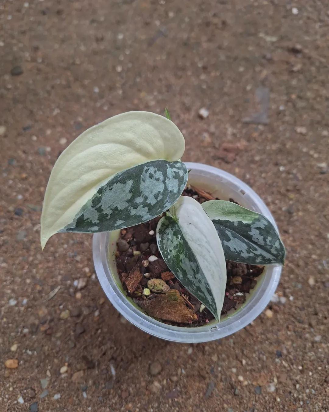 Scindapsus Variated Scindapsus Mayari Variegated Small Size - Etsy