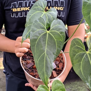 Actual Plant Anthurium Hybrid Minahasa Dark Form X Regal Peru Medium Size