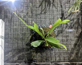 Echtes Bild Platycerium Hili Papuanum Staghorn Farn Pflanzen