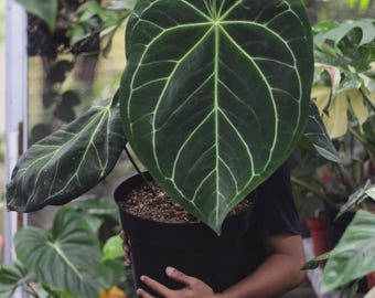 Bellezza Anthurium Magnificum Foglia di forma grande