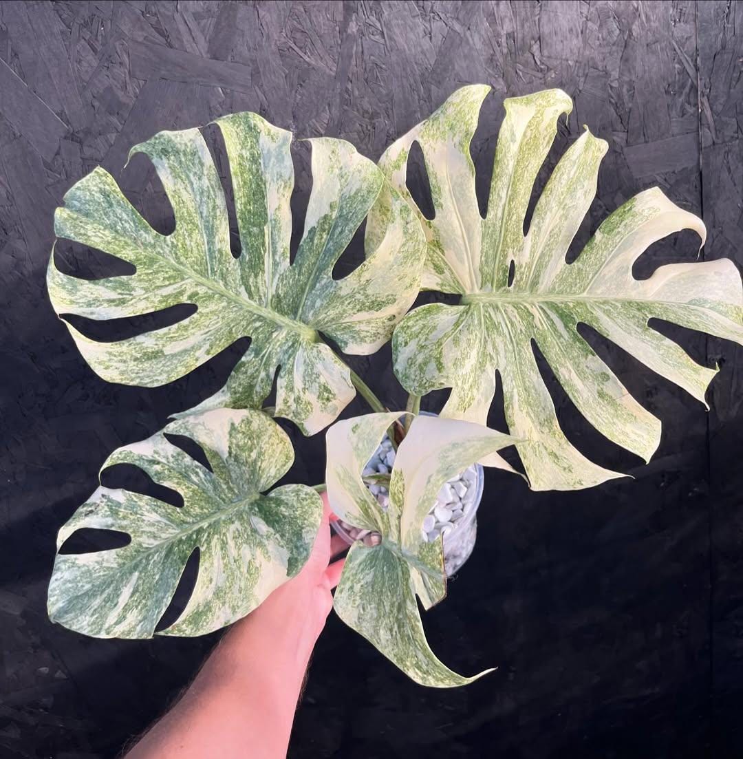 Monstera legacy - Etsy 日本