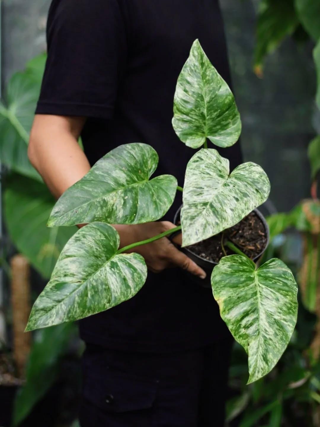 Variegated philodendron giganteum - Etsy 日本