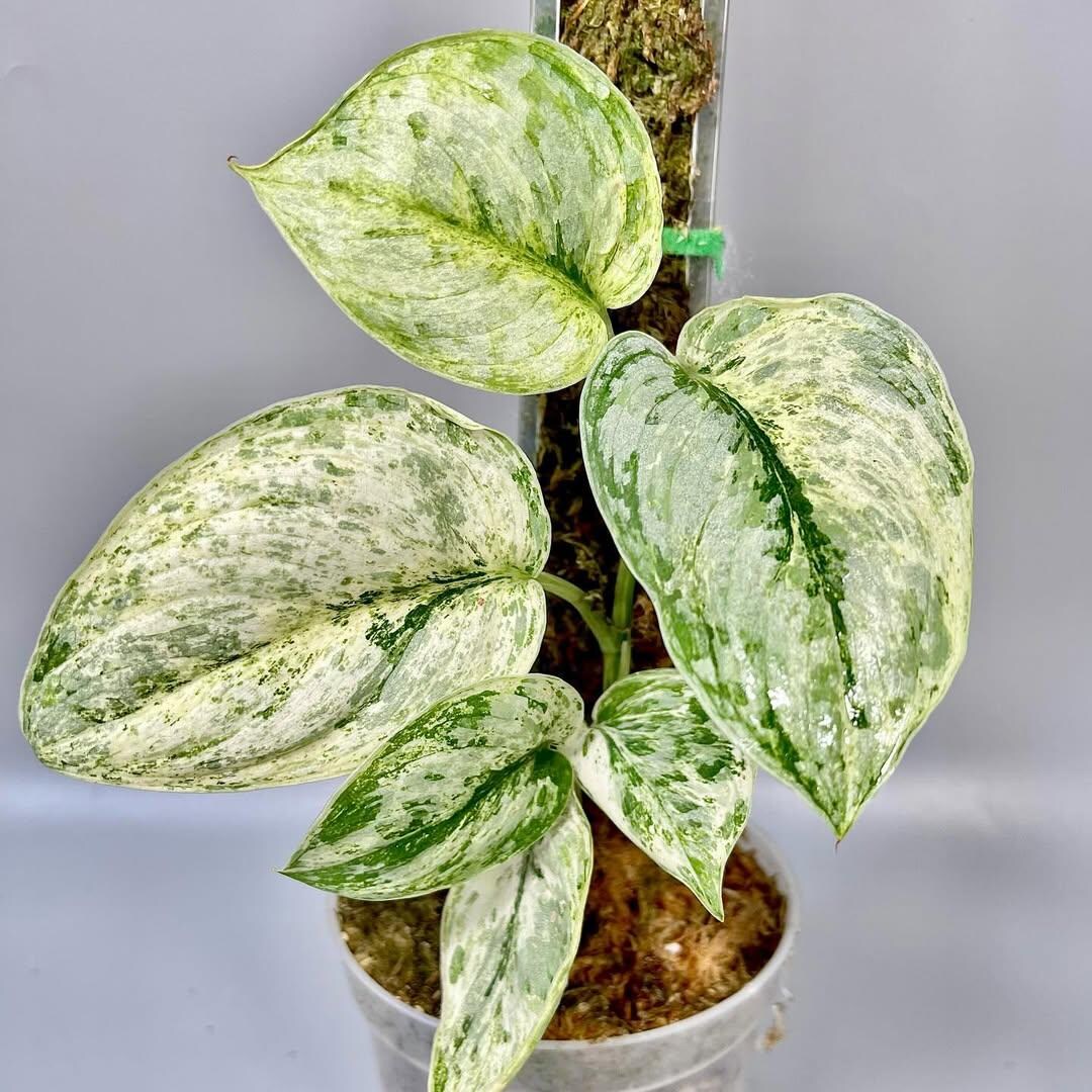 Scindapsus Variated Scindapsus Peasun Variegated Beauty Unique Jungle Plant - Etsy