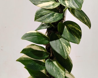 Real Picture Scindapsus Rubicon Variegated Beauty Unique