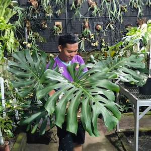 May include: A large Monstera plant in a pot, with striking green, perforated leaves. The plant is held by a person in a purple shirt. The background shows a wall with mounted plants and a metal shelf.