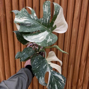 red emerald philodendron propagation Philodendron erubescens 'Red Emerald' totem 10