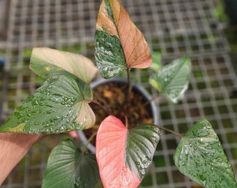Einzigartig Schönheit Homalomena Diamant Schwarz Rosa Bunt