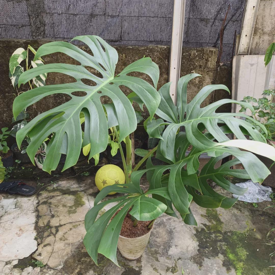 Monstera Brazilian Large Form - Etsy