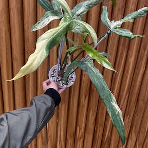 Philodendron Holtonianum Variegated - Etsy