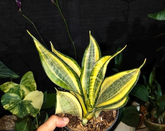 Sansevieria japonesa retorcida variegada, planta serpiente única