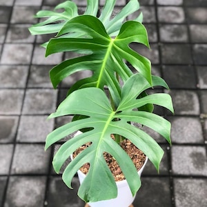 Monstera Brazilian Form - Etsy