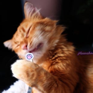 Puede incluir: Primer plano de un gato jengibre con los ojos cerrados, lamiendo su pata. Una peque&ntilde;a pegatina con forma de huella de pata est&aacute; en la pata del gato.