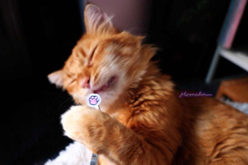 Puede incluir: Primer plano de un gato jengibre con los ojos cerrados, lamiendo su pata. Una peque&ntilde;a pegatina con forma de huella de pata est&aacute; en la pata del gato.