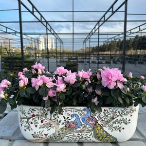 Op de afbeelding: Een rechthoekige keramische plantenbak gevuld met roze azaleabloemen. De witte plantenbak heeft een handgeschilderd ontwerp van twee pauwen die op een tak zitten. De achtergrond omvat een metalen constructie en een bewolkte lucht.