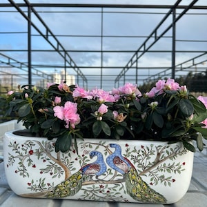 Könnte beinhalten: Ein rechteckiger weißer Keramik-Blumentopf mit einem handgemalten Design von zwei Pfauen, die auf einem Ast sitzen. Der Topf ist mit leuchtend rosa Azaleenblüten und grünem Laub gefüllt. Der Topf ist etwa 60 cm lang.