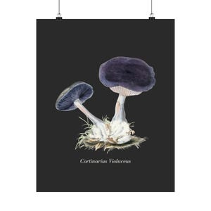 May include: A poster featuring a watercolor illustration of two Cortinarius Violaceus mushrooms. The mushrooms have dark purple caps and white stems, set against a dark gray background. The text "Cortinarius Violaceus" is printed at the bottom.