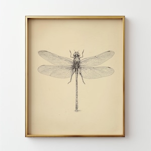 May include: A framed print featuring a detailed black and white illustration of a dragonfly. The dragonfly is centered on a cream-colored background, encased in a gold-colored frame. The artwork showcases the insect's delicate wings and body.