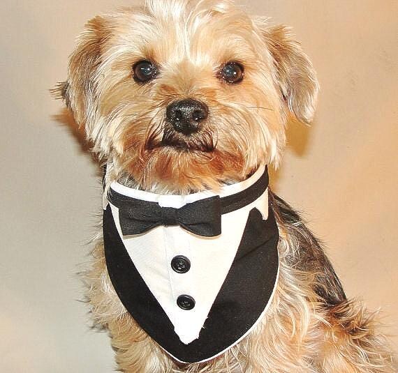 Formal Dog Clothes: Stylish Elegance for Your Furry Friend