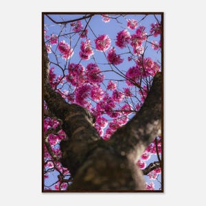 ロジー・トランペット・ツリーのファインアートポスター - ブラジル産の鮮やかなイペ・ロクソプリント