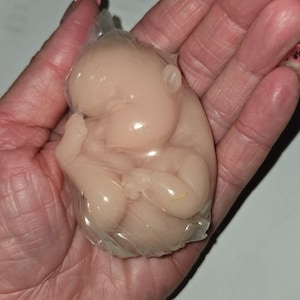 Puede incluir: Un pequeño modelo fetal de color rosa pálido, encerrado en plástico transparente. El modelo está en posición fetal, con sus extremidades cerca de su cuerpo. La apariencia general es suave y detallada, lo que sugiere una representación realista.