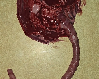 Silicone placenta and umbilical cord for silicone baby newborn baby size