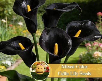 Mixed Color Calla Lily Seeds | Elegant Blooms, Easy Grow Patio Plants