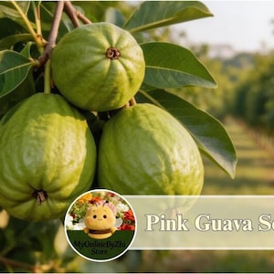 May include: Three green, round guava fruits hang from a branch with dark green leaves. A circular logo features a cartoon bee and the text MyOnlineByZhi Store. A rectangular overlay displays the text Pink Guava Seeds next to a sliced pink guava.